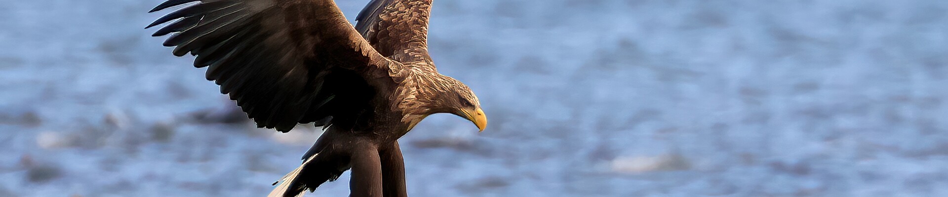 Klicka för att visa eller dölja knapparna