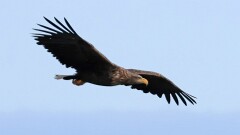 11: BR7_0850_ed_ctweb_aish-gp-standard v2-1.5x