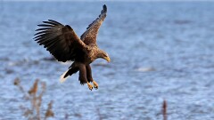 1: BR7_0856_ed_ctw_aish_aidn-gp