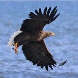 18: BR7_0870_ed_ctweb_aish-gp-standard v2-1.5x