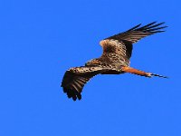 Röd Glada  Lillholm, Öland