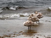 Unga svanar  Kusten vid Knisa mosse, Öland