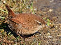 Gärdsmyg  Ölands södra udde, Ottenby