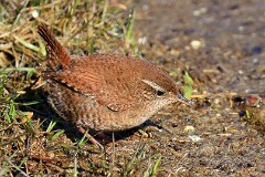 36: IMG_0478_ed_ct_web