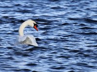 Knölsvan  Ölands norra udde