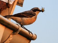 Stenskvätta  Vid stugan, Djupvik