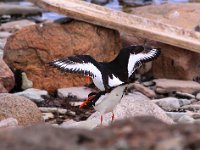 Strandskator, intimt ögonblick