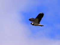 Tofsvipa  Knisa mosse, Öland