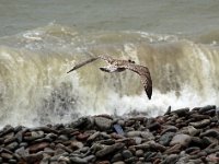 Gråtrut, ungfågel  Sandviks hamn