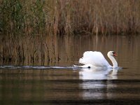 Knölsvan  Ålands skärgård