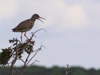 Irriterad Rödbena  Grönvik