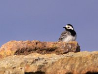 Solande Sädesärla  Grönvik