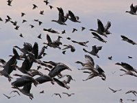 Grågäss och starar  Lillholm, S Greda, Öland