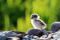 42: IMG_2308_ct2_flt_ed-gp