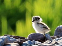 Större Strandpipare, ungfågel  Kusten nära Alvedsjöbodar, Öland