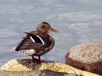 Gräsand, hona  Grönvik