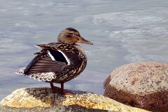 35: IMG_2939_ed1_ct_aish