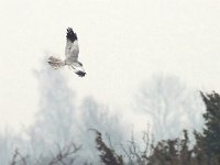 Ängshök (Mindre kärrhök)  Djupvik