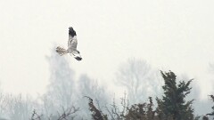 30: IMG_3641_edited_filtered_ct2_aish