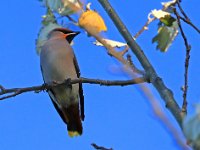 Sidensvans  Ölands norra udde