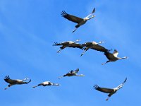 Tranor  Östra kusten, södra Öland