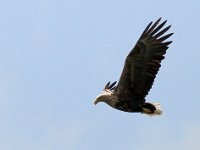 Havsörn, äldre hanne  Stenåsa, Öland