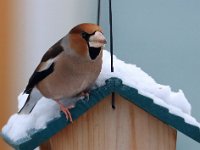 Stenknäck  Kungsängen. På besök vid fågelbordet regelbundet detta år.