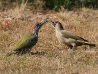 Gröngölingar!  Förälder matar unge. Djupvik
