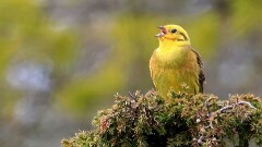 7: IMG_4744-crs_ed_den2_ctw2-gp-2x_aish