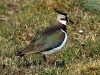 Tofsvipa  Ölands södra udde