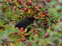 Koltrast  Vid stugan, Djupvik