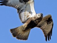 Fjällvråk  Fågelvägen, Öland