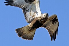 38: IMG_5561_ed_flt_ct_web