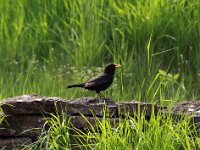 Koltrast  Vid stugan, Djupvik