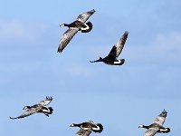 Flyttfåglar (Vitkindad gås)  Ölands södra udde