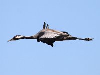 Trana  Djurstad träsk