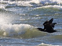 Storskarv  Ölands södra udde, Ottenby