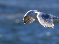 Gråtrut  Ölands södra udde, Ottenby