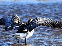 Vitkindad gås  Ölands södra udde, Ottenby