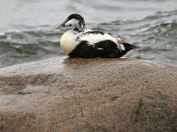 Ejder  Aludden, Öland