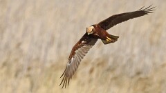 2: IMG_8450_ed_aish_ct16-9_web