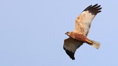 48: IMG_8482_ed_aish_ct16-9-gp