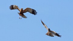 5: IMG_9031_ed_aish_ctw2560-gp