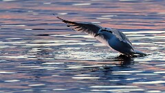 3: IMG_9736_ed_ctw-web_aidn_aish