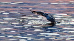 3: IMG_9736_ed_ctw2560_aidn-GP