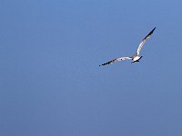 Fiskmås  Nabbelund, fiskhamnen, Öland