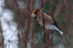 45: stenknäck3a_ed_den_cr-gp