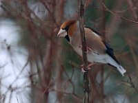 Stenknäck  Kungsängen