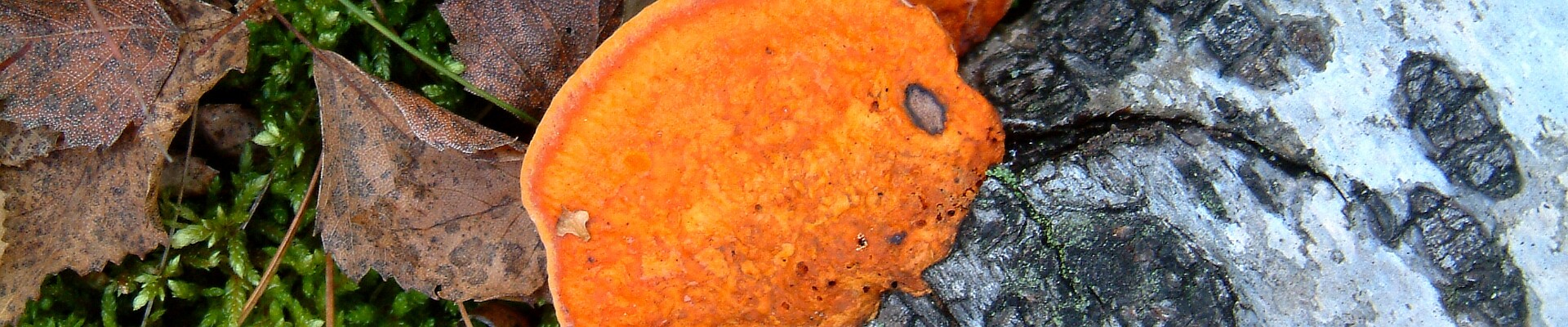 Klicka för att visa eller dölja knapparna