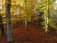 Bokar vid Svea Livgarde